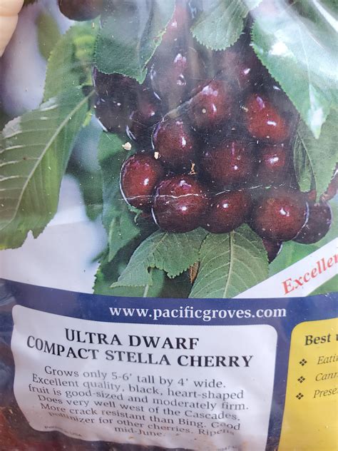 Grafted 'ultra Dwarf Stella' Cherry Fruit Tree 2-3 Feet Tall - Etsy