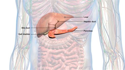 Optimize Bile Flow and Digestion by Preventing Gallbladder Sludge - Dr ...