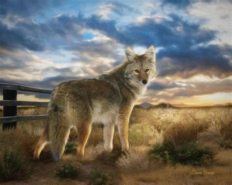 Desert Coyote Wildlife Painting - Heart and Soul Art - Paintings ...