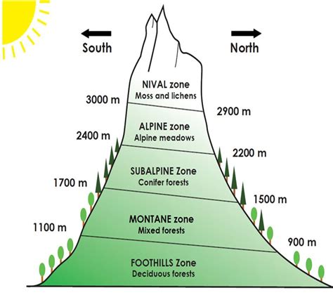 Zoning of Plant Life in the Mountains