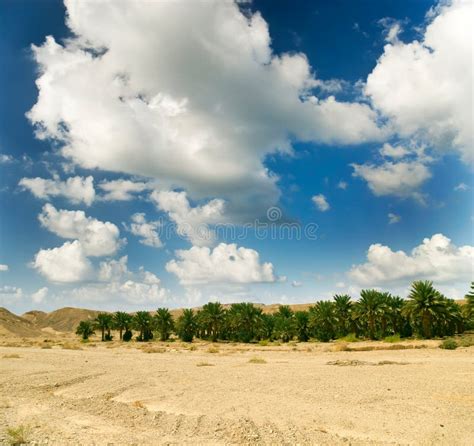 Date Palms in an African Oasis. Stock Image - Image of north, culture ...