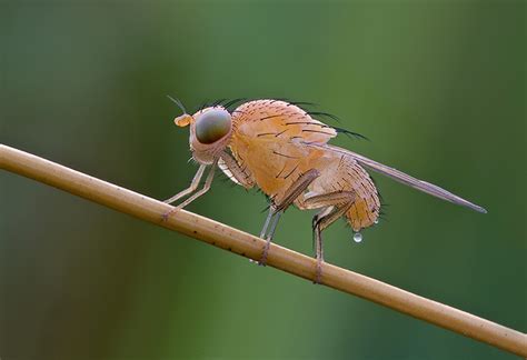 Diptera.info - Discussion Forum: Little albino fly