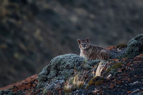 10 Wildlife Photography Tips for Beginners