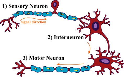 The Electrician & The Neuron