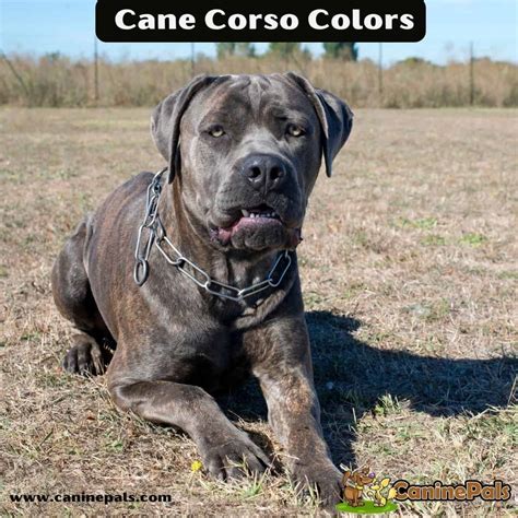 Full and Complete Details about Cane Corso Colors - Canine Pals