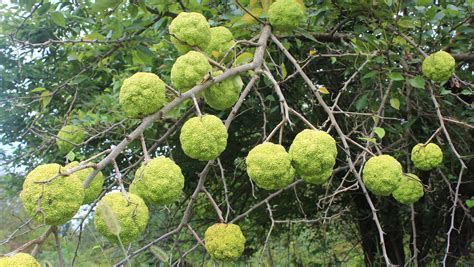 The Osage orange tree's purpose evolved as history developed