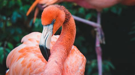 Flamingo Fact Sheet | Blog | Nature | PBS