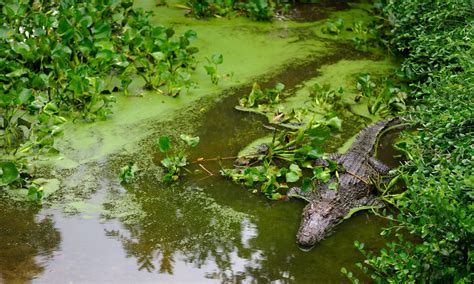 The heat is on – and that's great news for rare Siamese crocodiles