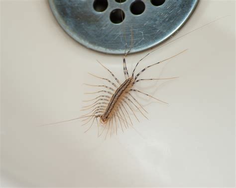 Pesky House Centipede vs. Silverfish Infestations! - Pest Control