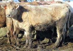 Beefalo Breeding Stock For Sale