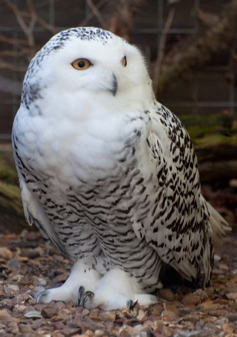 File:Snowy Owl (6371235313).jpg - Wikimedia Commons