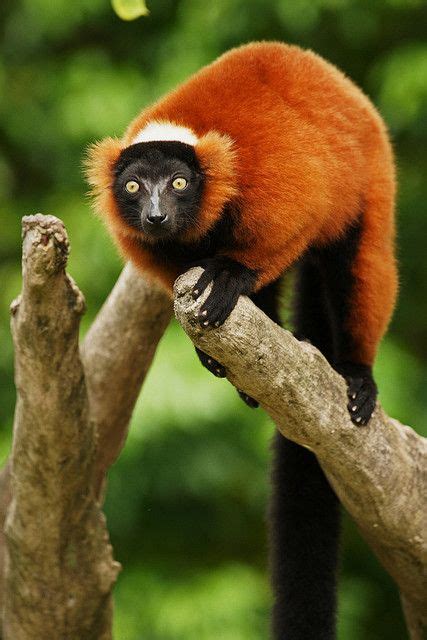 Red-Ruffed Lemur, Varecia rubra - Madagascar | Lemur, Animals, Madagascar