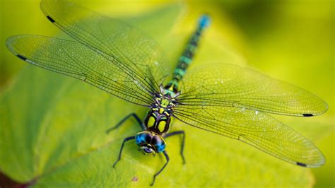 DragonfLy Wallpaper (68+ images)