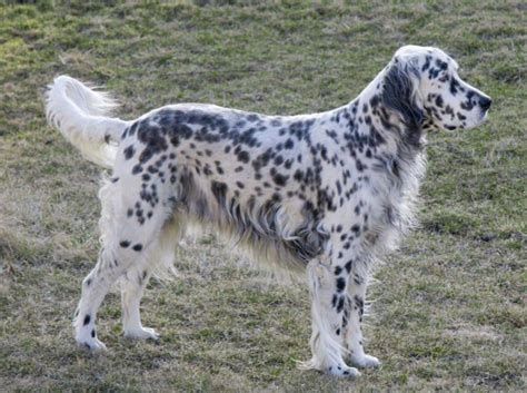 English Setter Temperament - a Friendly Energetic Companion.