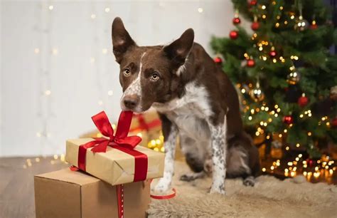 Dog Christmas Photoshoot Ideas - FotoProfy