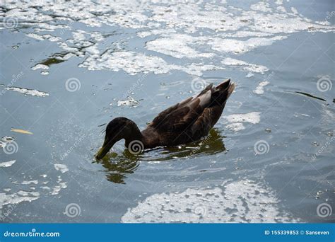 Feeding a Swimming Duck Family on a Pond in Europe Stock Image - Image ...