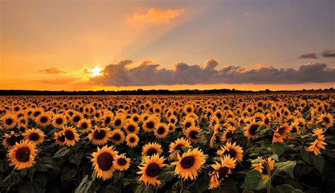 Sunflower sunset | Wallpaper achtergronden, Achtergronden, Achtergrond ...