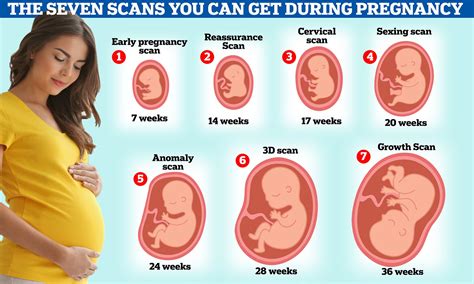 Is 8 Old For A Dog? Exploring The Cost Of A 12-Week Ultrasound