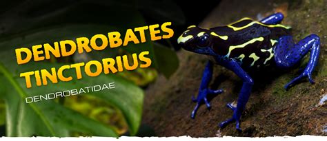 Dendrobates tinctorius - Frogs & Co