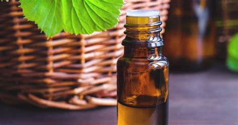 Geranium Oil Benefits, Side Effects, and Uses on Your Skin and More