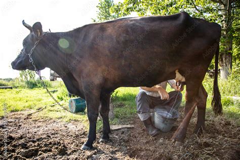 farmer milks cows by hand, old way to milk cows Stock Photo | Adobe Stock