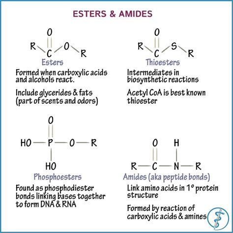 Common Functional Groups in Biochemistry: These functional groups ...