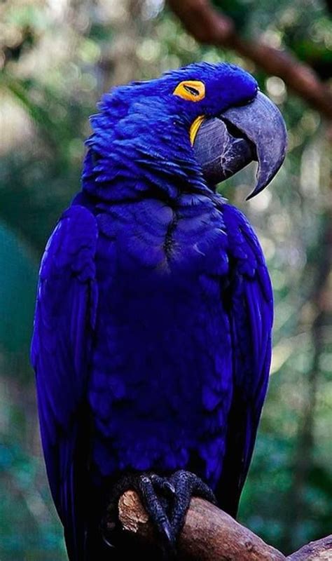 Purple parrot; Earth song | Birds | Pinterest | Beautiful, Shy'm and ...