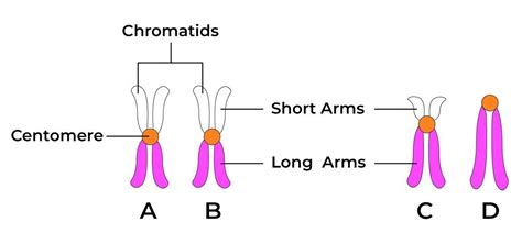 Centromeres - Structure, Functions and Types of Centromeres