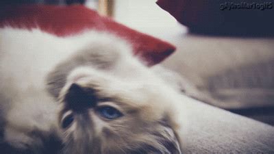 Cat Love GIF - Find & Share on GIPHY