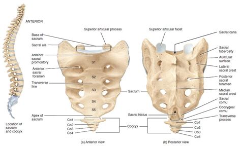 Sacrum Bone Anatomy | Bone and Spine