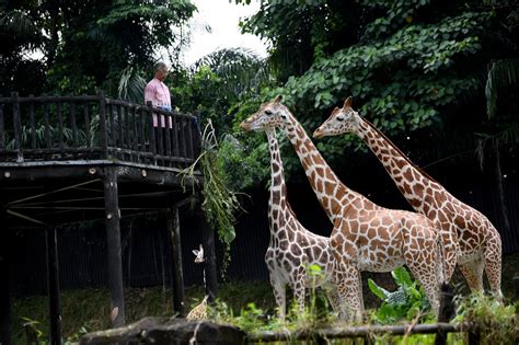 UEM Edgenta taja sepasang Zirafah Zoo Negara - Selangorkini