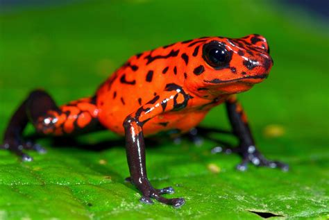 Strawberry Poison Dart Frog - Amphibians World