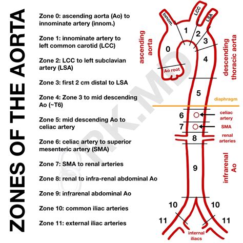 Zones Of The Aorta