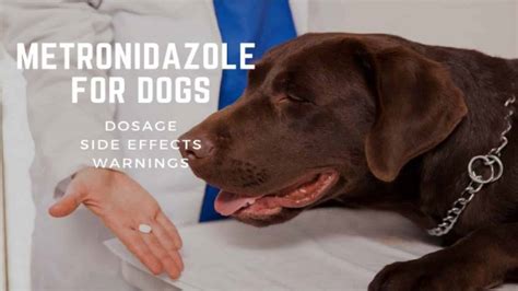 Metronidazole For Dogs: Dosage, Side Effects & Warnings