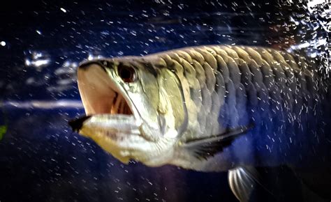 Asian Arowana – Indonesia