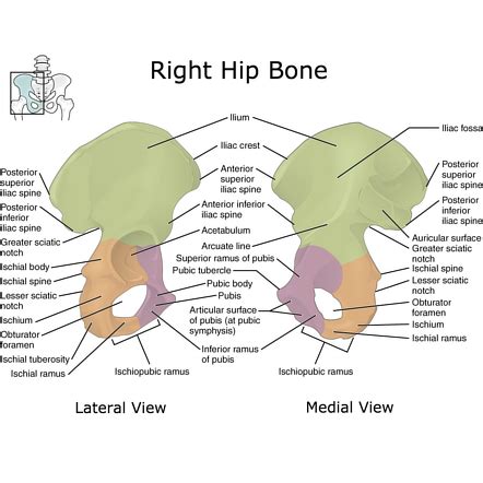 Iliac Fossa