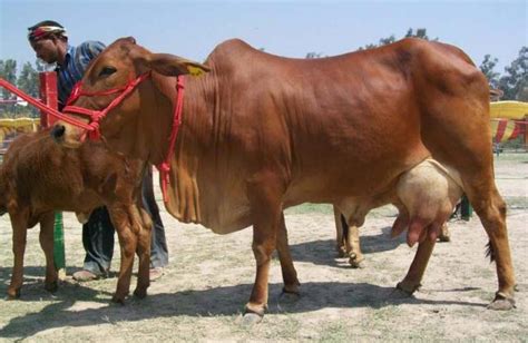 Sahiwal; cow with high milk fat content – Kisan Kheti Ganga