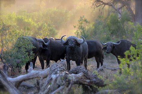 Free photo: Herd of Black Water Buffaloes - Animal, Nature, Wildlife ...