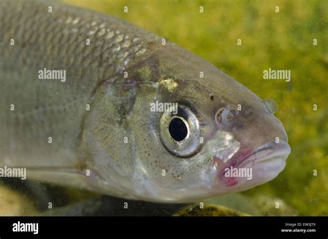 Dace fish hi-res stock photography and images - Alamy