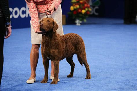 The 2023 National Dog Show winner is Stache the Sealyham terrier : NPR