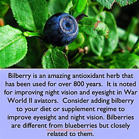 Bilberry Herb Benefits | myhealthfuldiet