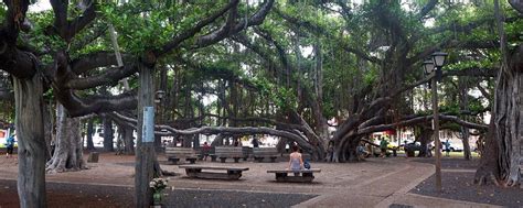 lahaina banyan tree history - Leeanne Guillen