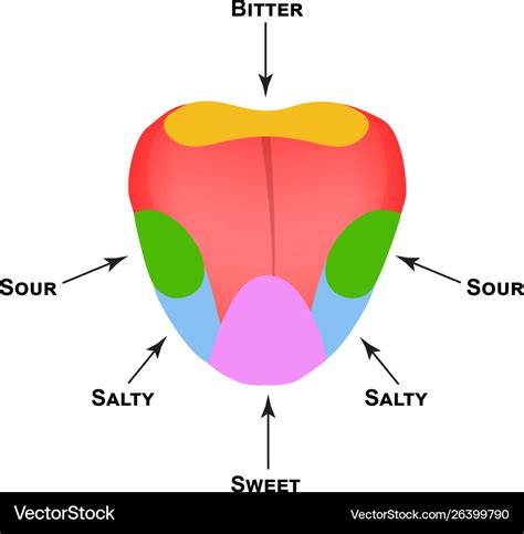 Collection 103+ Pictures Picture Of The Tongue With The Regions Of ...