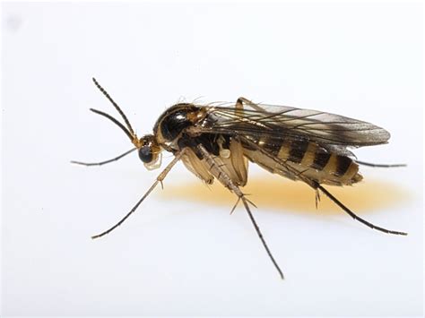 Identifying Fungus Gnats: How To Get Rid Of Soil Gnats