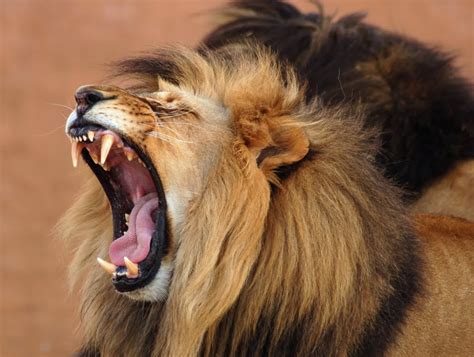 Amazing Roaring Lion | all about photo