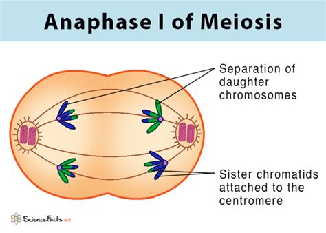 Mitosis Anaphase Diagram