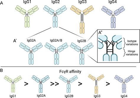 IgG isotypes, isomers, and FcγR affinities. A Four structures of IgG ...