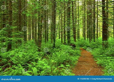 Pacific Northwest Forest Hiking Trail Stock Photo - Image of pacific ...