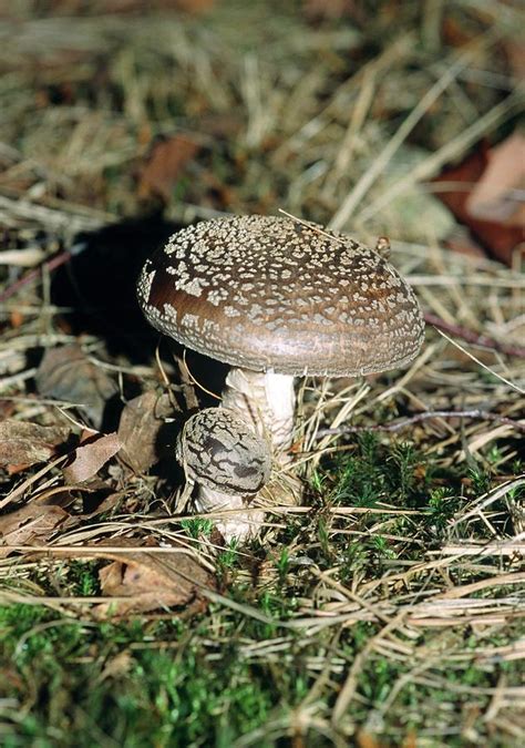 Amanita Pantherina 16. Photograph by Brian Gadsby/science Photo Library ...