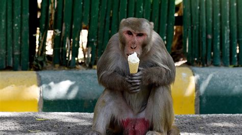 Men use monkeys to steal money in Delhi, arrested | Latest News Delhi ...